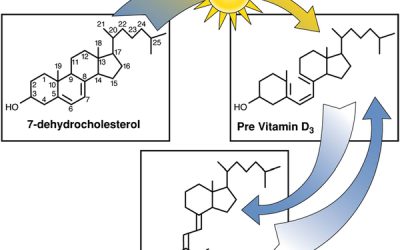 More on Vitamin D3 Sources