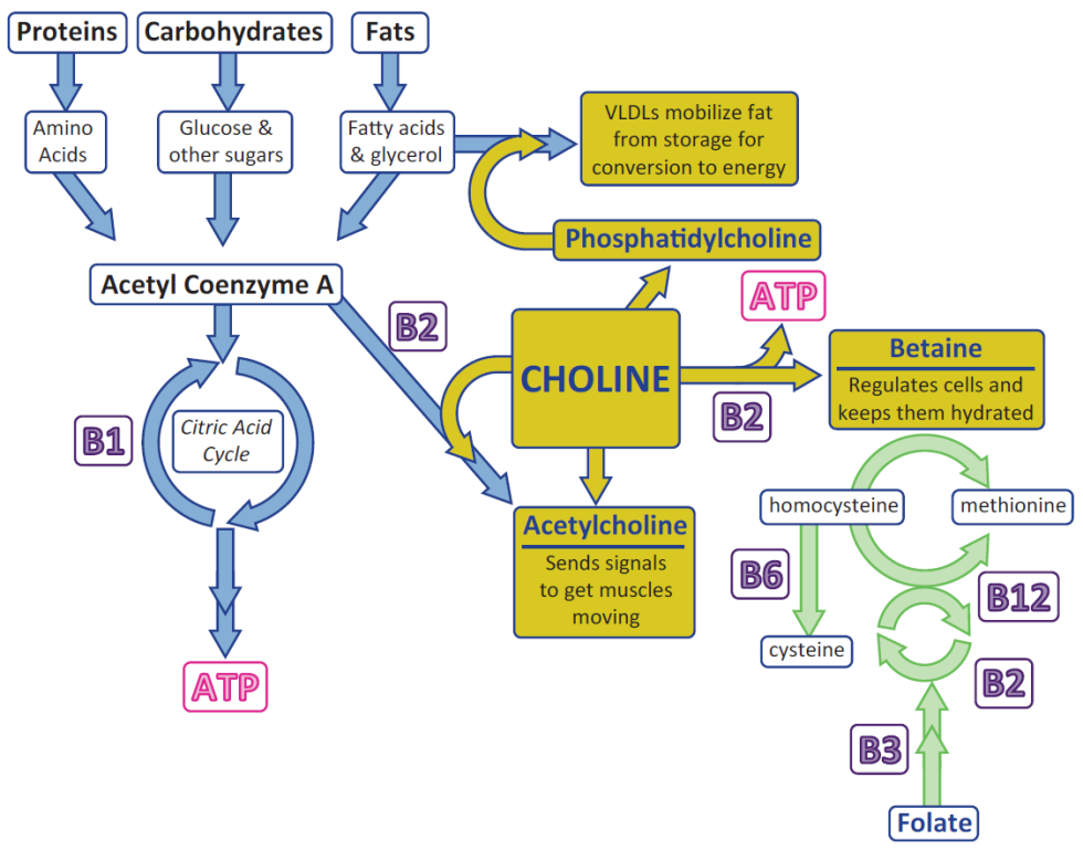 Why Choline is Important Doctors Beyond Medicine