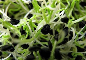 Garlic Chive Sprouts