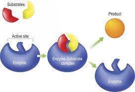 Enzymes Vital For Life